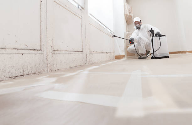 Black mold remediation team in Ward