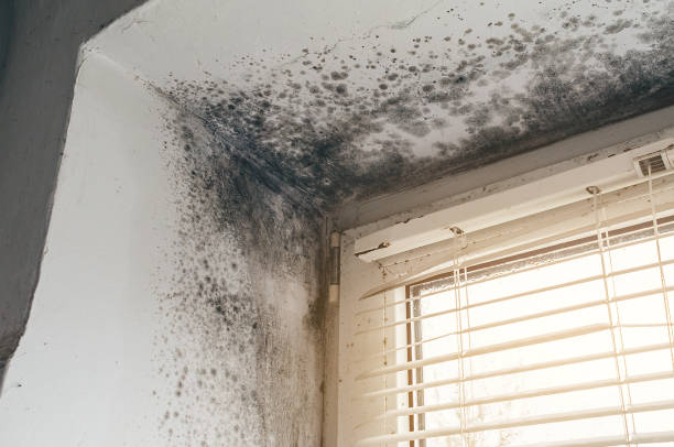 Mold Remediation service in Ward, Ward, CO